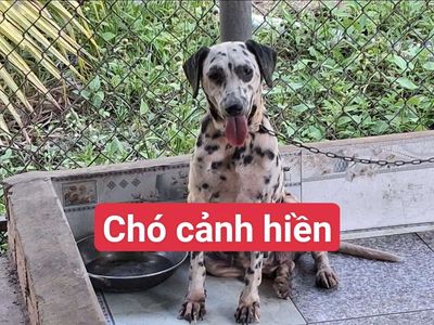 Chó Đốm cái gần 30kg