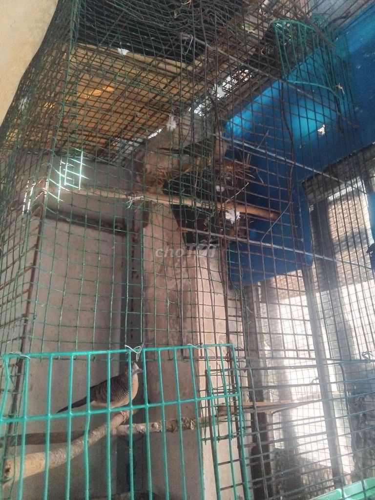 Cu vằn chuẩn cặp ss. Mua bán Chim tại Thành phố Dĩ An Bình Dương được đăng bởi Hai Tran hình 1