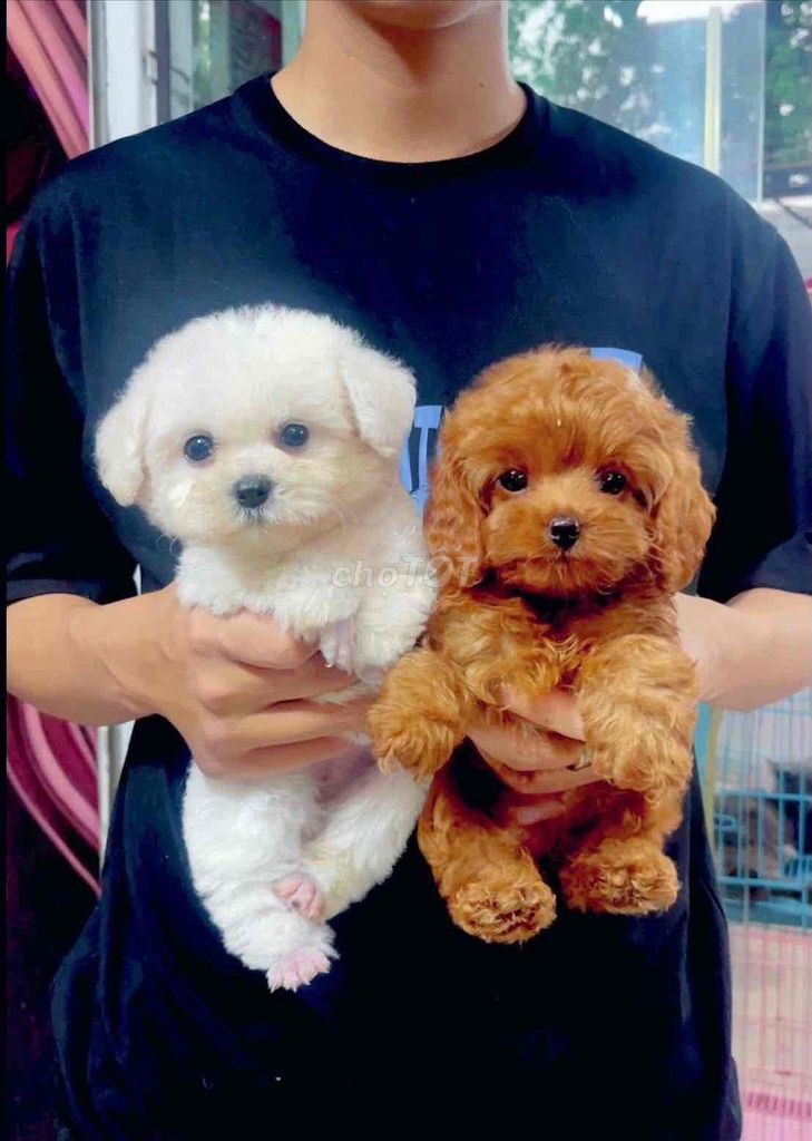 Chó Poodle trắng nâu 2 tháng tuổi. Mua bán Chó tại Thành phố Biên Hòa Đồng Nai được đăng bởi Nguyễn Thị Huỳnh Mai hình 1