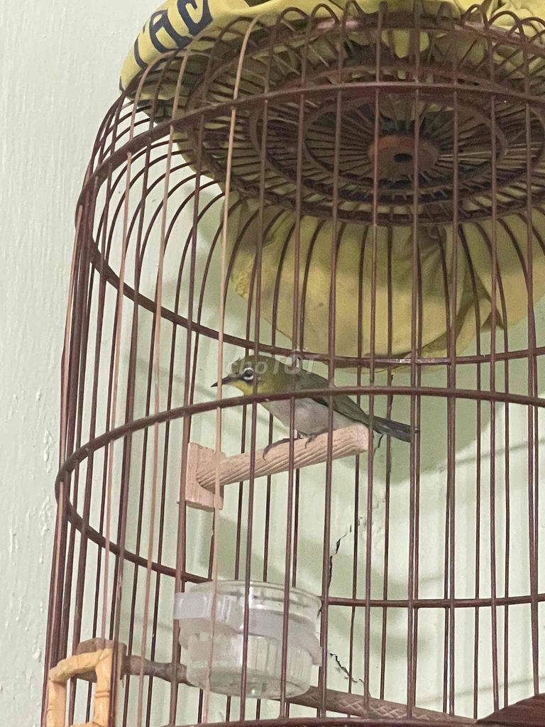 Chim khoen Xanh lá Vàng Trắng. Mua bán Chim tại Quận 12 Tp Hồ Chí Minh được đăng bởi nhân trần hình 1