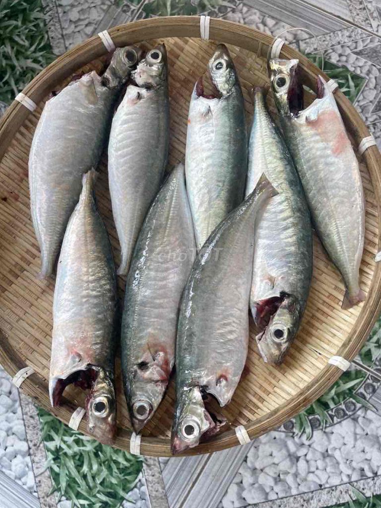 Cá nục tươi làm sạch - Phú Yên FISH - 1kg/80K