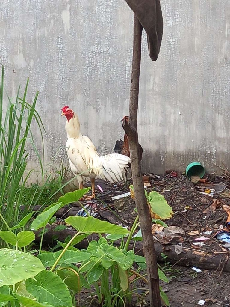Gà trống 2.6kg đực màu Trắng. Mua bán Gà tại Thị xã Bến Cát Bình Dương được đăng bởi gà tre hình 1