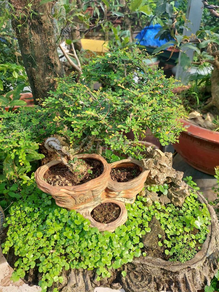 Sơn liễu bonsai tiểu cảnh