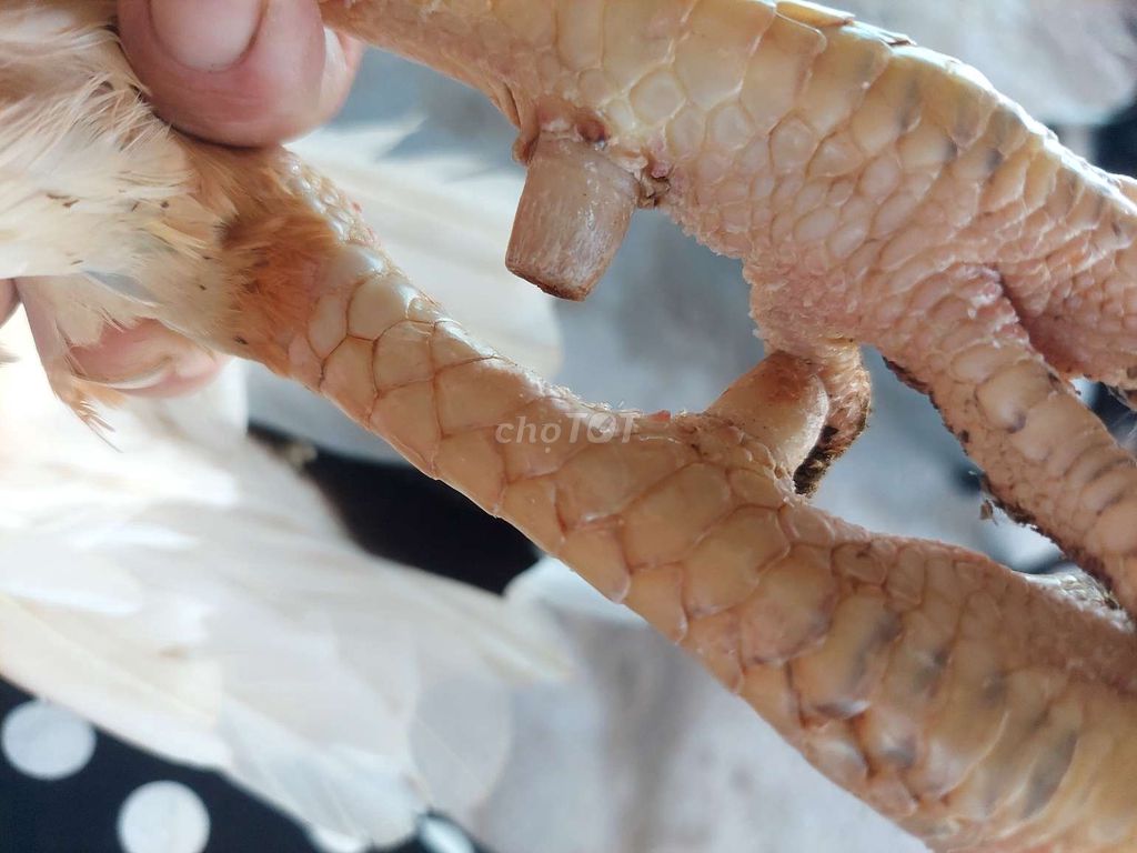 Bán gà bướm chân vàng 3,1 kg gà con Cừ con không