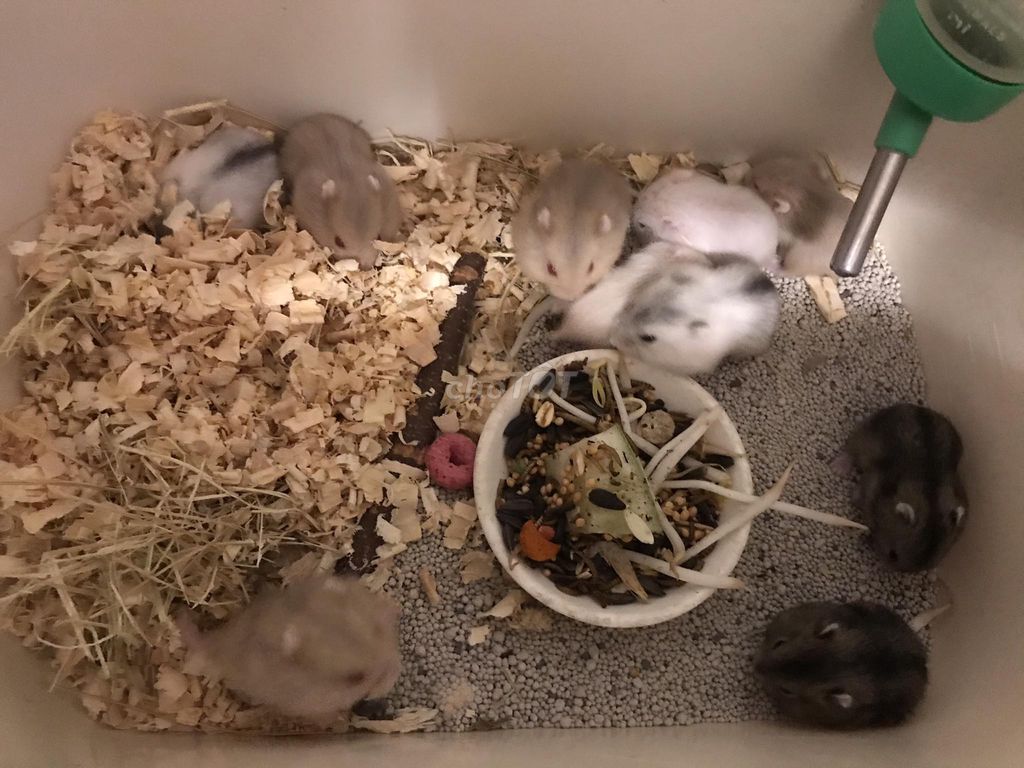 Mình có vài bé hamster mới lớn