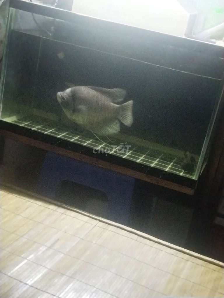 Tai tượng việt sps