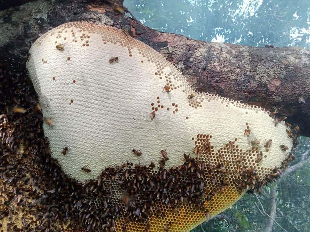Mật ong Bình Điền Nguyên chất. Mua bán Đồ ăn, thực phẩm và các loại khác tại Thị xã Hương Trà Thừa Thiên Huế được đăng bởi Nghĩa Trần Văn hình 1
