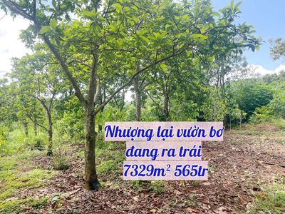 Nhượng lại vườn bơ đang ra trái 7329m² giá 565tr. Mua bán đất tại Thành phố Đồng Xoài Bình Phước được đăng bởi Đông Khả Huyên