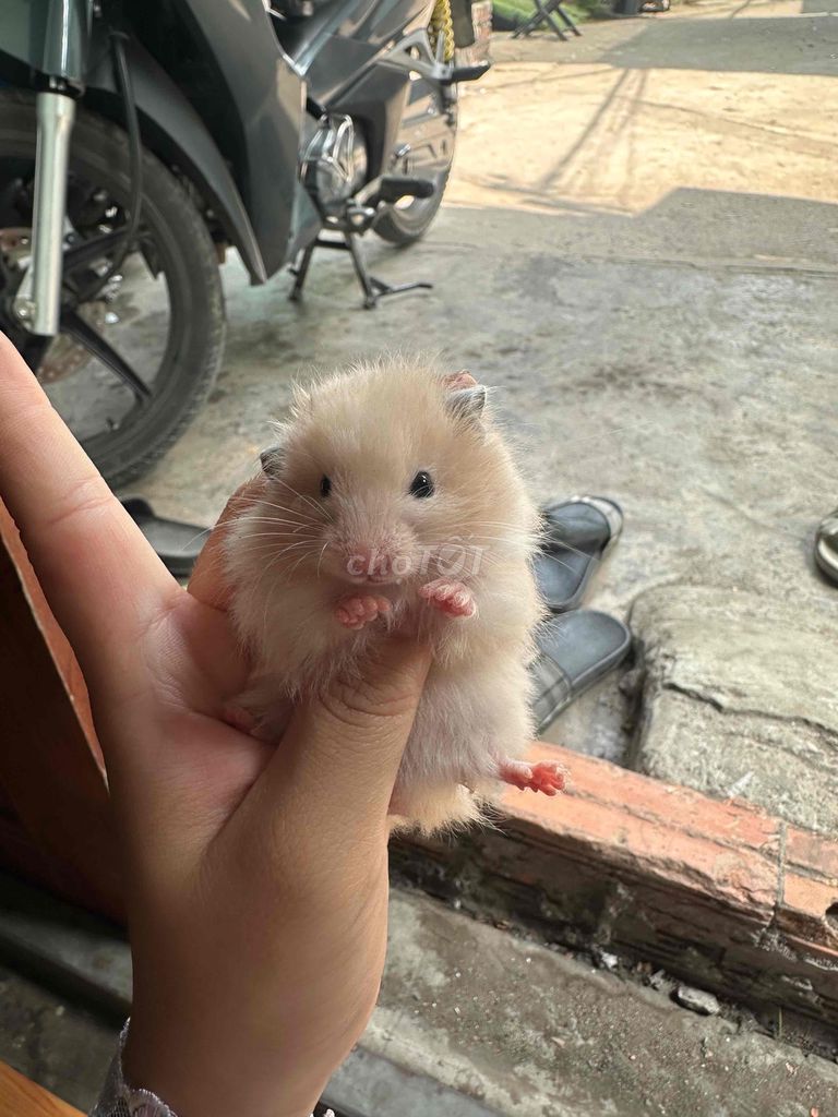bear xù. Mua bán Thú cưng khác tại Quận 8 Tp Hồ Chí Minh được đăng bởi khoai hametr hình 5