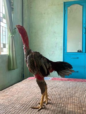 gà xám ăn độ đang thay lông. Mua bán Gà tại Quận Hải Châu Đà Nẵng được đăng bởi Hiển Nguyễn Thanh