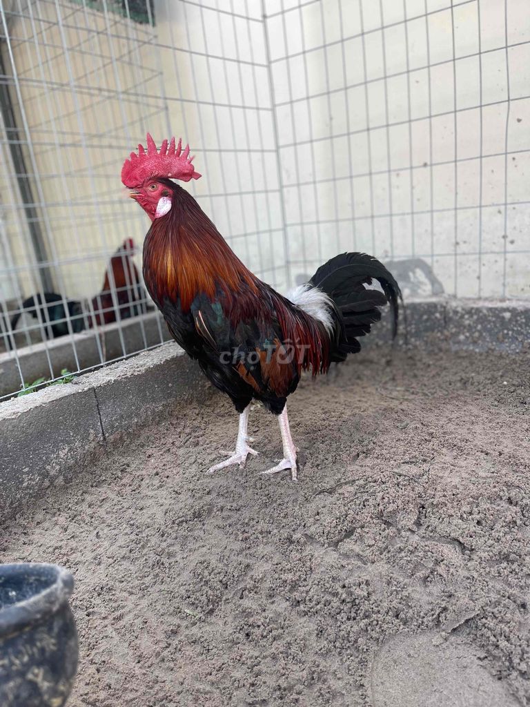 Mỹ kelso zin 2kg3