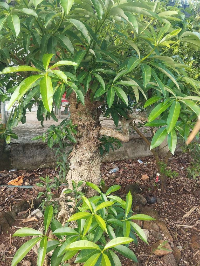 Cây Sứ Cảnh. Mua bán Cây cảnh, đồ trang trí tại Huyện Tân Phú Đồng Nai được đăng bởi Trần Tuấn An hình 1