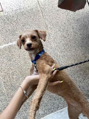 Chó Poodle cái màu Nâu