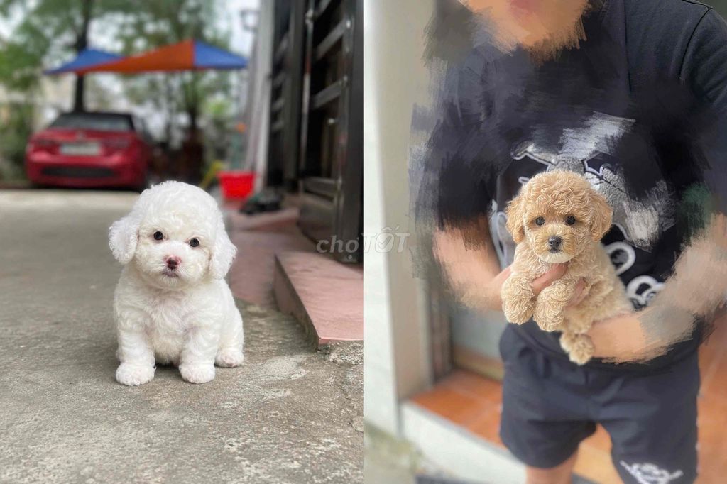 trắng mơ 1tr9. Mua bán Chó tại Quận Hà Đông Hà Nội được đăng bởi Hùng hình 1