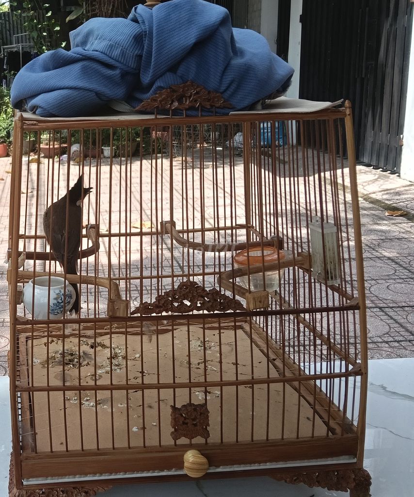 Cần tìm chủ mới . Mua bán Chim tại Thành phố Biên Hòa Đồng Nai được đăng bởi thanh su dong hình 1