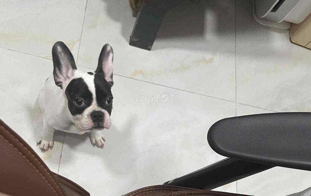 Chó Bull Pháp đực 6 tháng. Mua bán Chó tại Quận 7 Tp Hồ Chí Minh được đăng bởi Mr Thien hình 1