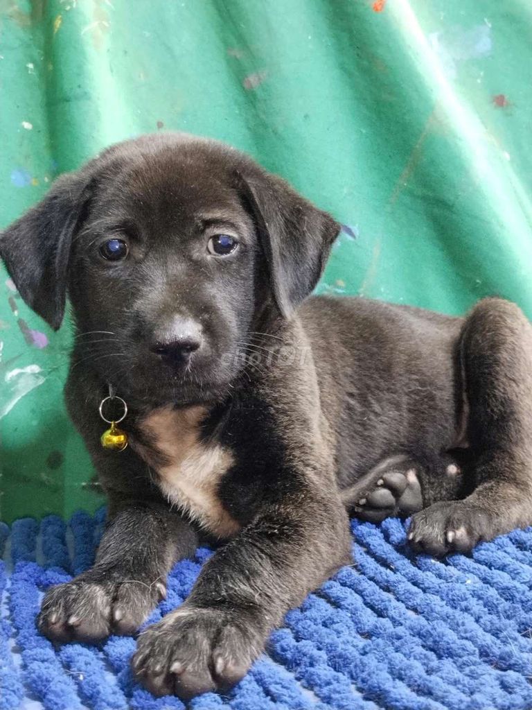 Chó Labrador F1 đen có khăn hoàng cổ mai mắng . Mua bán Chó tại Quận Bình Tân Tp Hồ Chí Minh được đăng bởi Nguyễn Hằng hình 1