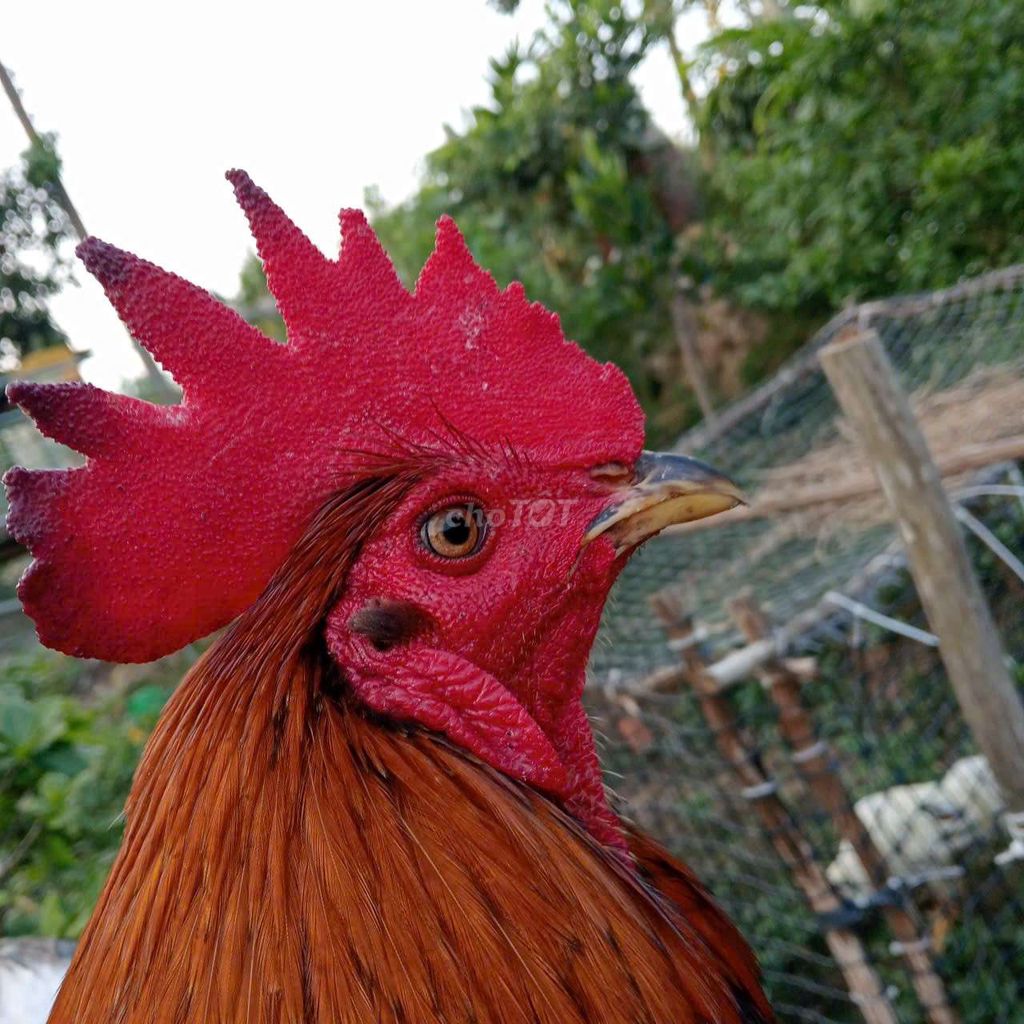 Gà chọi Đỏ Nâu Đen Đực. Mua bán Gà tại Huyện Châu Phú An Giang được đăng bởi Nam Phan hình 1