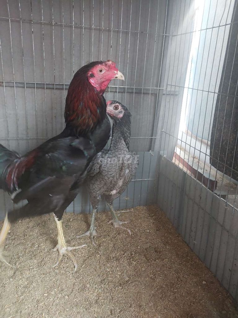 Gà giống nhỏ đen. Mua bán Gà tại Quận Hoàng Mai Hà Nội được đăng bởi Tuyền Tử Tế hình 1