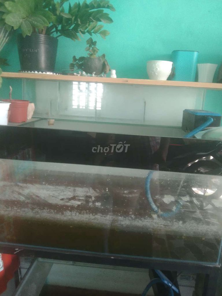 Hồ cá 80x50 cm. Mua bán Phụ kiện, Thức ăn, Dịch vụ tại Huyện Thạnh Trị Sóc Trăng được đăng bởi Ngọc ẩn hình 1