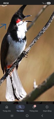 Cần em chào mào mái ở Phước Đông, Gò Dầu. Mua bán Chim tại Huyện Gò Dầu Tây Ninh được đăng bởi phongvuong