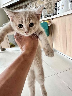 mèo ALN thuần chủng màu Lilac cái 2 tháng tuổi