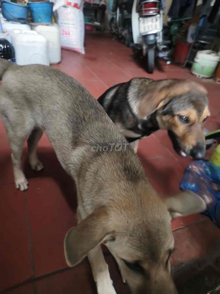 Chó ta nâu đen lông xù con. Mua bán Chó tại Quận Hà Đông Hà Nội được đăng bởi Nguyễn Mai hình 1