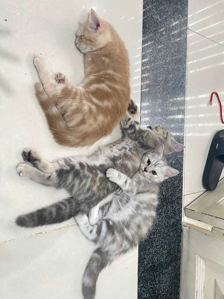Mèo Anh lông ngắn Vàng, Xám 3 tháng. Mua bán Mèo tại Quận Bình Tân Tp Hồ Chí Minh được đăng bởi Hồng Nhung hình 1
