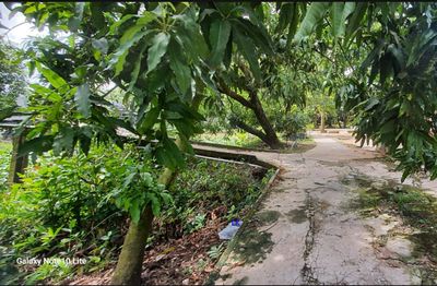 🔰 Bán nhà vườn: 2.484m²(17m x 150m, thổ 400m²) 🔰 Đường đan xe máy. Mua bán đất tại Huyện Cao Lãnh Đồng Tháp được đăng bởi Nguyễn Thị Kiều Diễm