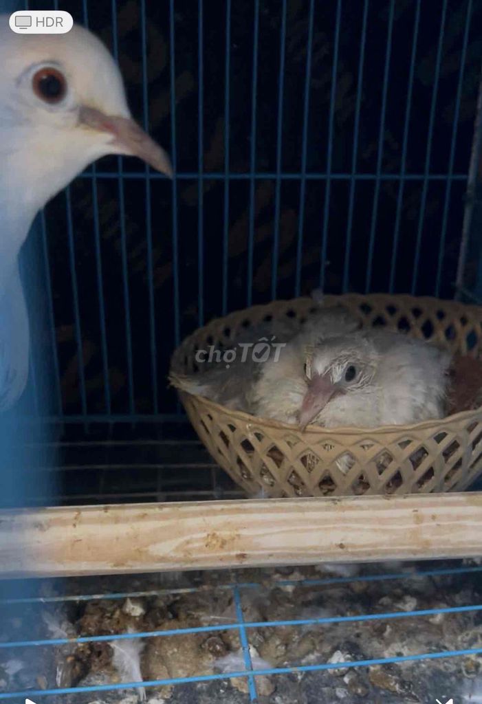 Chim cu Pháp bố mẹ. Mua bán Chim tại Quận Hoàng Mai Hà Nội được đăng bởi Hùng hình 1