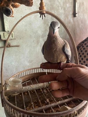 cu gáy giọng thổ. Mua bán Chim tại Huyện Tiên Du Bắc Ninh được đăng bởi North A Tran