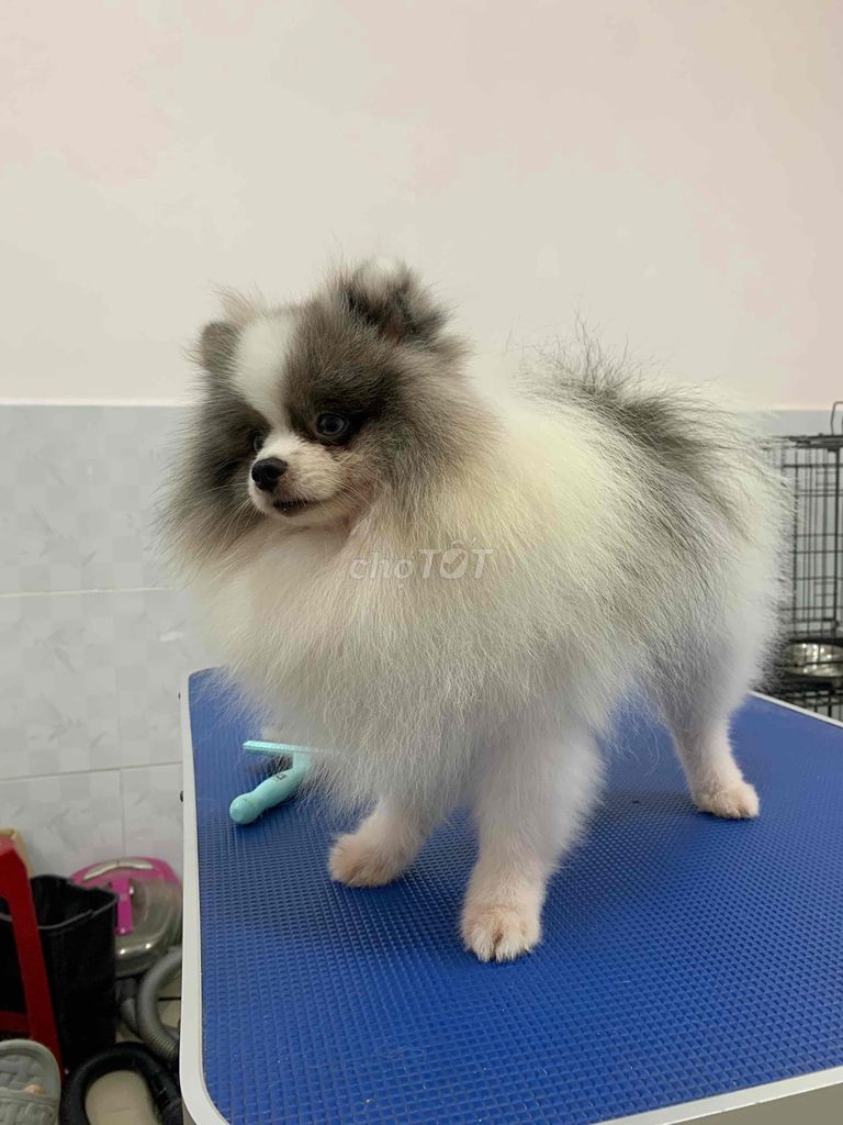 Đực giống party 2mắt xanh. Mua bán Chó tại Quận Phú Nhuận Tp Hồ Chí Minh được đăng bởi SHOP PET520 hình 2