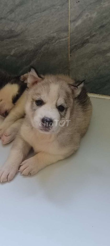 Chó Husky nhiều màu. Mua bán Chó tại Huyện Mỏ Cày Bắc Bến Tre được đăng bởi Thanh Hùng Lê hình 1