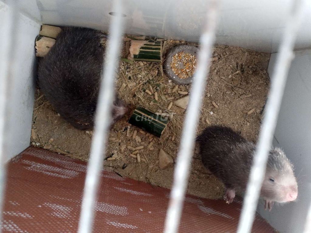 Con duối đực giống. Mua bán Thú cưng khác tại Huyện Mỏ Cày Nam Bến Tre được đăng bởi Hoàng Khiêm đồ cũ  hình 1