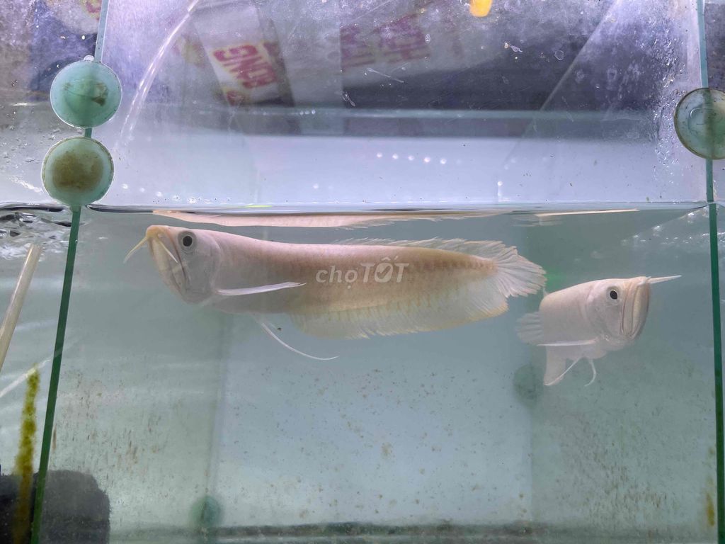 Cá Ngân Long Abino size 18cm 750k/1con