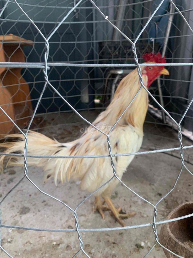 Gà Bướm  3.1kg đang thay lông. Mua bán Gà tại Huyện Thủ Thừa Long An được đăng bởi Tạp hoá GÀ hình 1