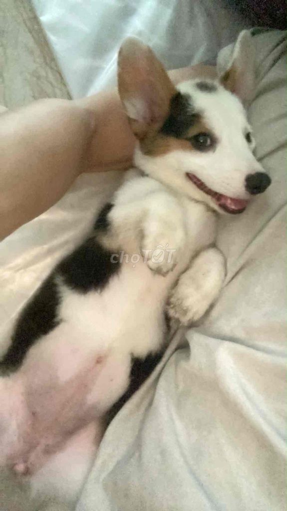 Chó Corgi cái. Mua bán Chó tại Quận Thanh Xuân Hà Nội được đăng bởi Xinh Cun hình 1