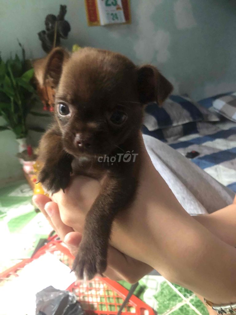 chihuahua nâu đặc biệt