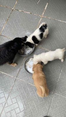 Chó lông xù giá /1 con. Mua bán Chó tại Quận Tân Phú Tp Hồ Chí Minh được đăng bởi Nguyen Nguyen Nhu Tue