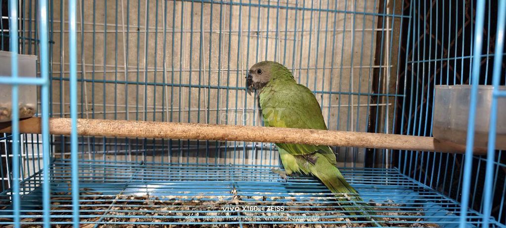 vẹt chưa biết nói. Mua bán Chim tại Thành phố Bắc Ninh Bắc Ninh được đăng bởi HVM hình 2