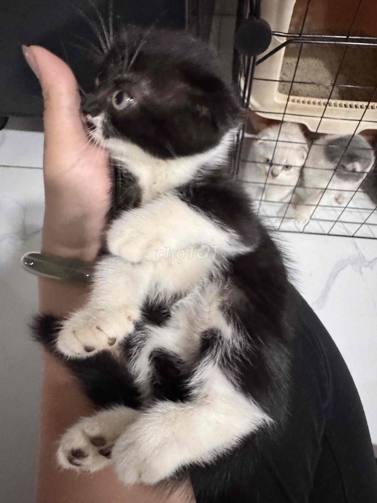 mèo Aln trắng đen dưới 3tháng tuổi. Mua bán Mèo tại Quận 6 Tp Hồ Chí Minh được đăng bởi Nguyễn Ngọc Hương hình 1