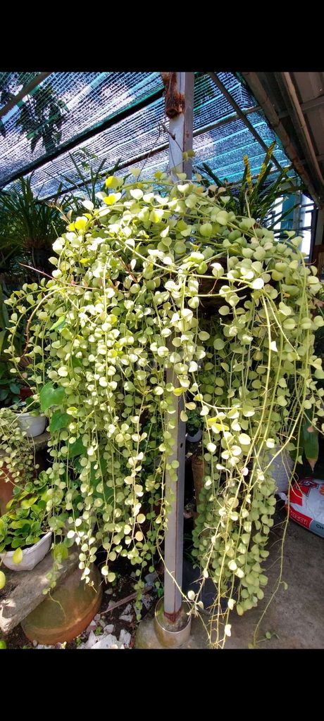 Lan kiếm cỡ lớn. Mua bán Cây cảnh, đồ trang trí tại Quận Bình Tân Tp Hồ Chí Minh được đăng bởi Caycanhminhhien hình 1