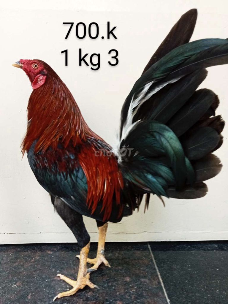 1 kg 3 gà zin ae nhé