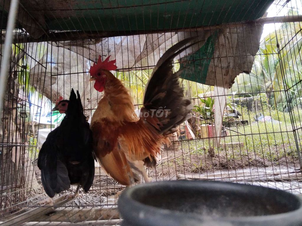 Cặp gà serama!. Mua bán Gà tại Quận 12 Tp Hồ Chí Minh được đăng bởi Nguyễn Hoài Nam hình 3