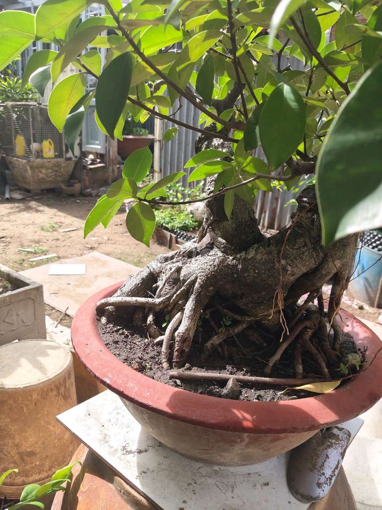 Cây si lâu năm Sống khỏe. Mua bán Cây cảnh, đồ trang trí tại Huyện Bình Chánh Tp Hồ Chí Minh được đăng bởi Mai  Hưng hình 1