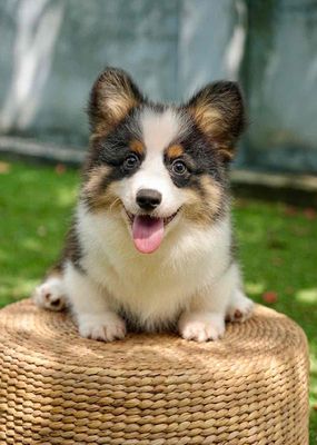 CORGI THUẦN CHỦNG. Mua bán Chó tại Thành phố Thủ Đức Tp Hồ Chí Minh được đăng bởi Trần Tú Như