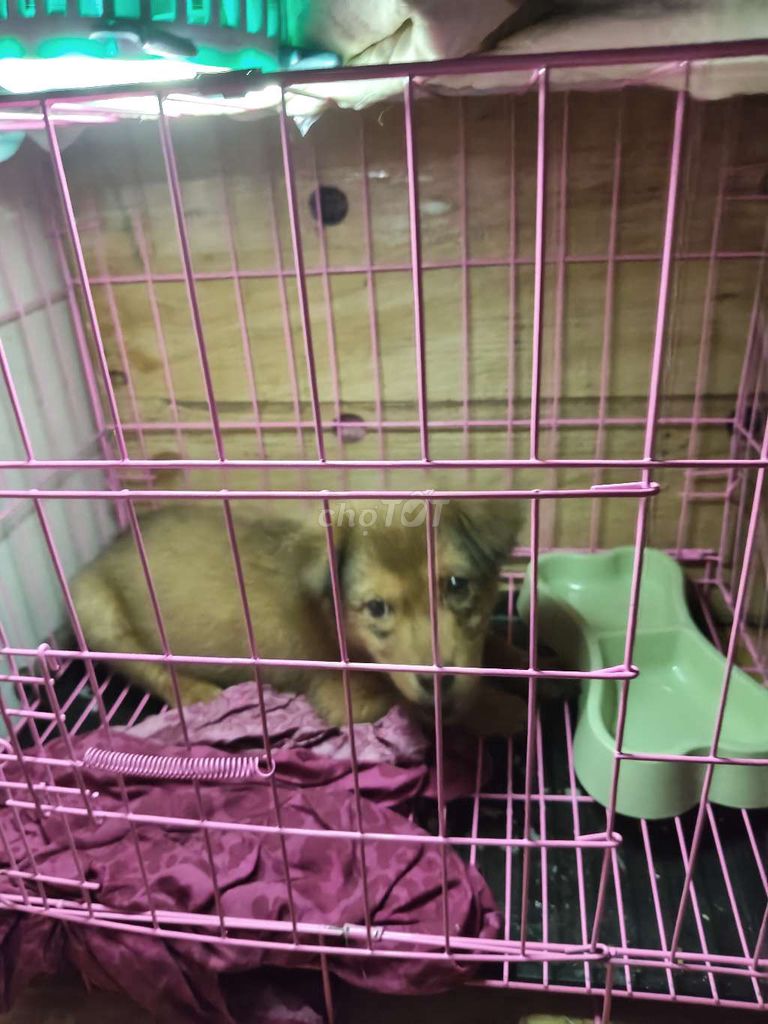 Chó Chân lùn Nâu vàng đã tiêm 5 bệnh với 7 bệnh. Mua bán Chó tại Thành phố Thủ Đức Tp Hồ Chí Minh được đăng bởi Đồng Mặt Quỷ hình 1