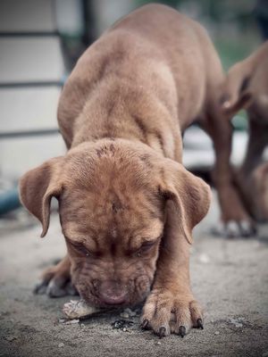 Bán 1 chó đực Pitbull cha mẹ gốc Thái. Mua bán Chó tại Huyện Xuân Lộc Đồng Nai được đăng bởi Hoàng Thái Sơn