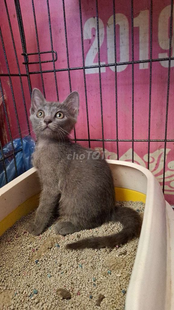 đàn mèo lai aln - xám xanh . Mua bán Mèo tại Quận Hoàng Mai Hà Nội được đăng bởi Thu Sẽ Gầy hình 1