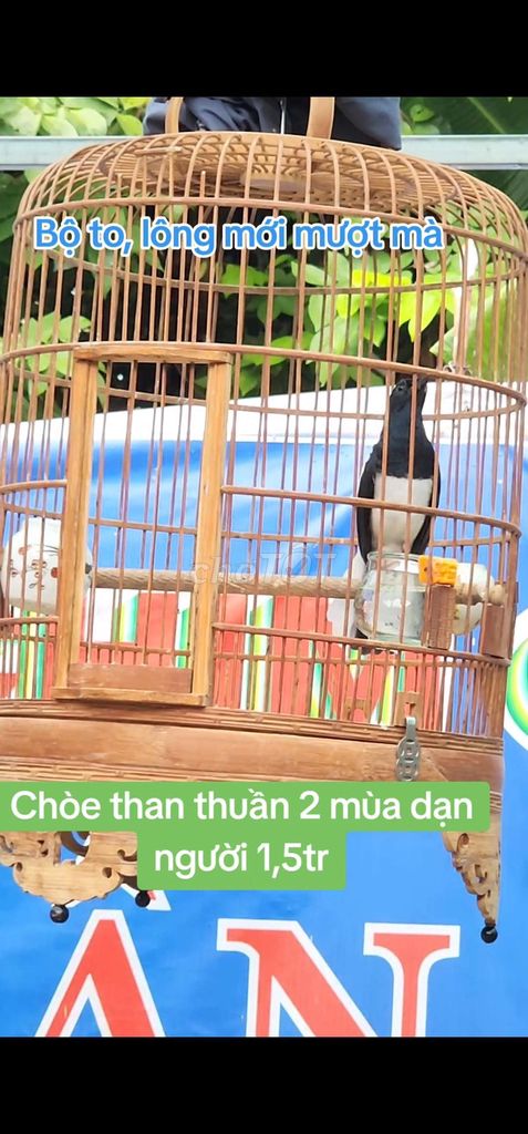 Chòe than thuần 2 mùa dạn người bộ to siêng hót